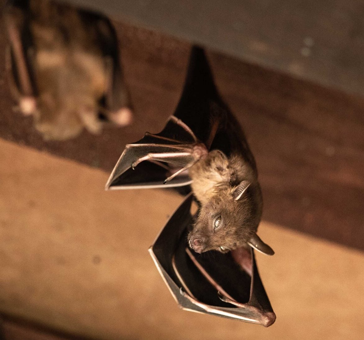 Wildlife-Bats in Fayetteville